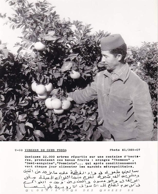 Algerie propagande 092.jpg